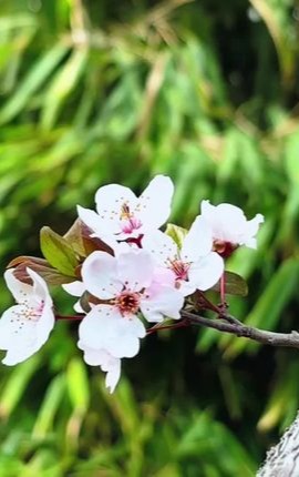 春日来信，花期为聘。每一朵绽放的花，都是春天深情的告白。